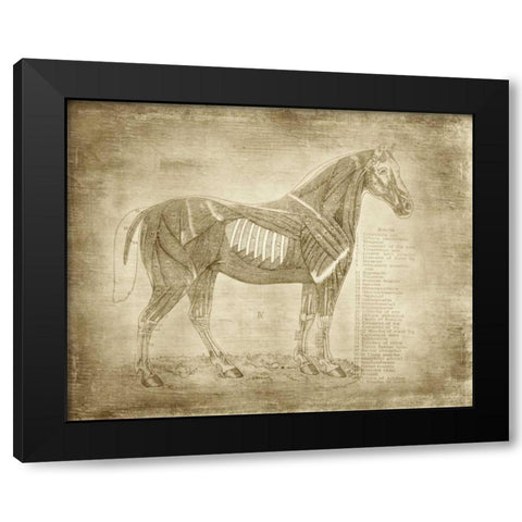 Horse Anatomy 401 Black Modern Wood Framed Art Print by Murdock, Ramona