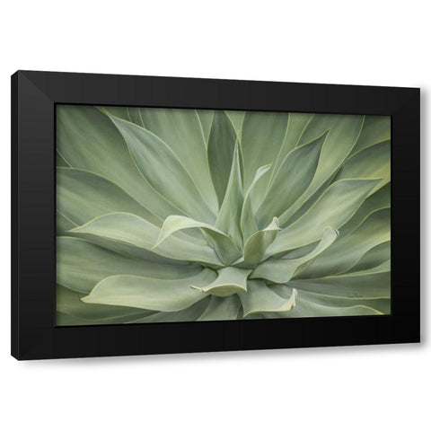 Elegant Agave Black Modern Wood Framed Art Print with Double Matting by Murdock, Ramona