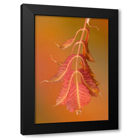 Sumac Twig Black Modern Wood Framed Art Print with Double Matting by Murdock, Ramona