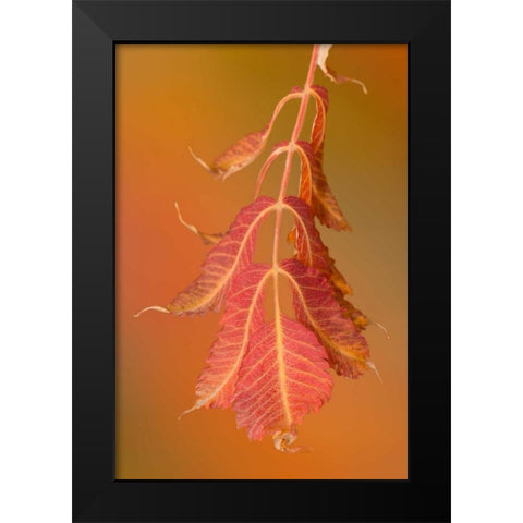 Sumac Twig Black Modern Wood Framed Art Print by Murdock, Ramona