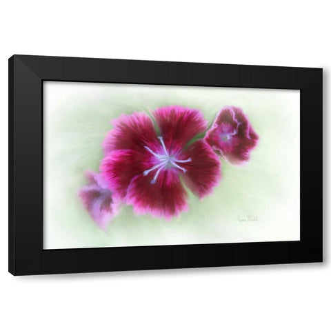 Bachelor Buttons II Black Modern Wood Framed Art Print with Double Matting by Murdock, Ramona