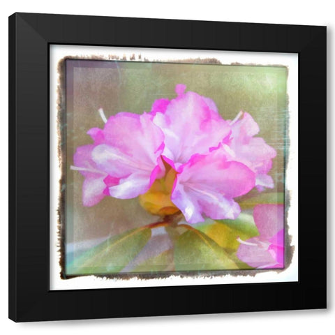 Full Blossom Black Modern Wood Framed Art Print with Double Matting by Murdock, Ramona