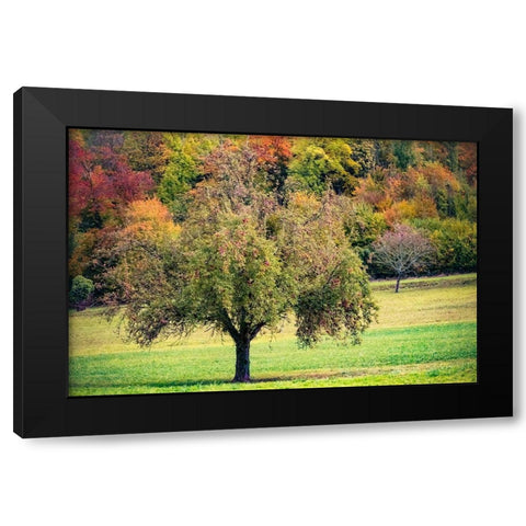 Tree in the Pasture Black Modern Wood Framed Art Print by Murdock, Ramona
