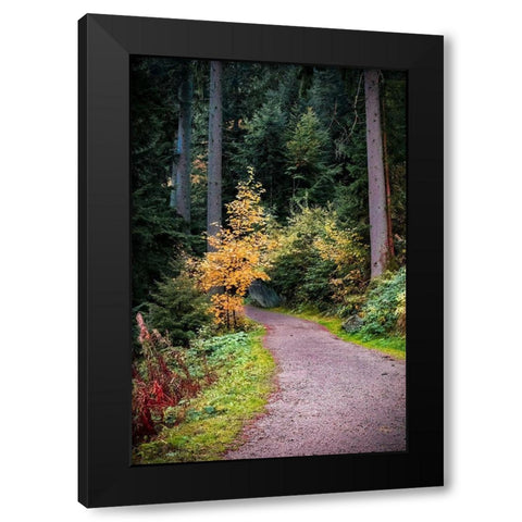 Black Forest Path III Black Modern Wood Framed Art Print by Murdock, Ramona