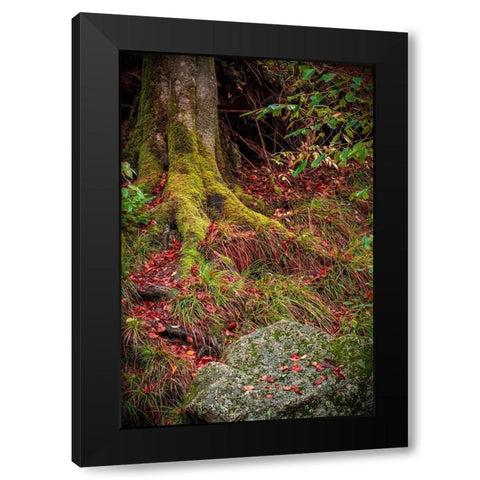 Along the Forest Path Black Modern Wood Framed Art Print by Murdock, Ramona