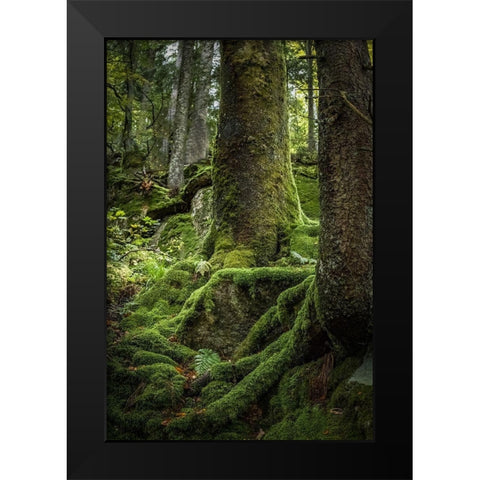 Ancient Forest Black Modern Wood Framed Art Print by Murdock, Ramona