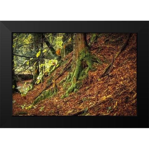 Ancient Trees Black Modern Wood Framed Art Print by Murdock, Ramona