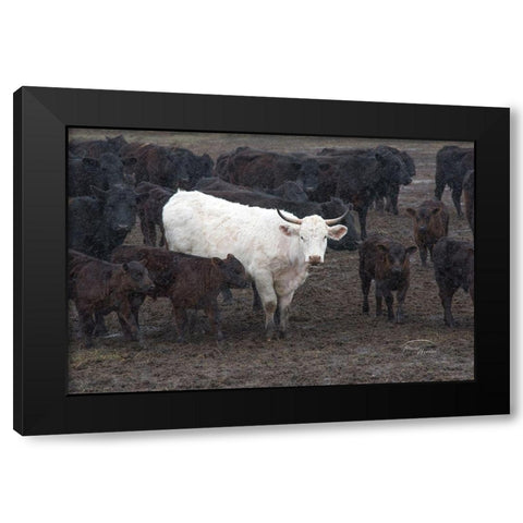 White Steer Black Modern Wood Framed Art Print by Murdock, Ramona