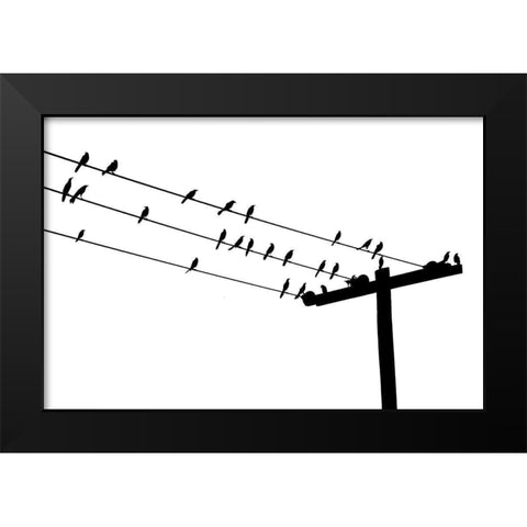 Bird Neighborhood Black Modern Wood Framed Art Print by Murdock, Ramona