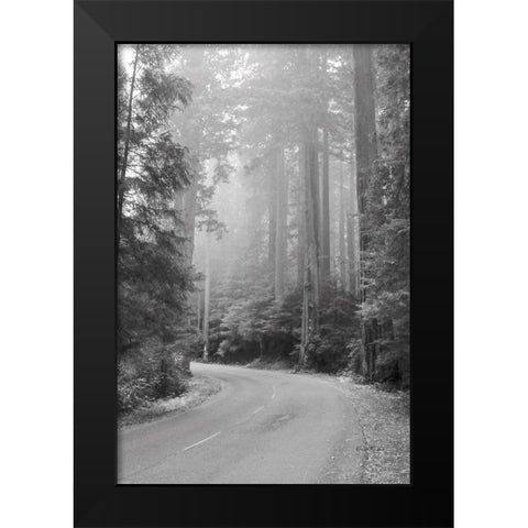 Misty Redwoods Black Modern Wood Framed Art Print by Murdock, Ramona