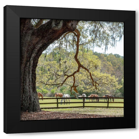 Brookgreen Pasture I Black Modern Wood Framed Art Print with Double Matting by Murdock, Ramona