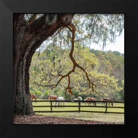 Brookgreen Pasture I Black Modern Wood Framed Art Print by Murdock, Ramona
