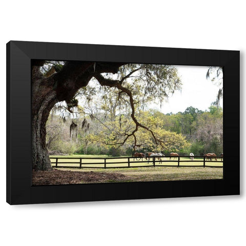 Brookgreen Pasture II Black Modern Wood Framed Art Print with Double Matting by Murdock, Ramona