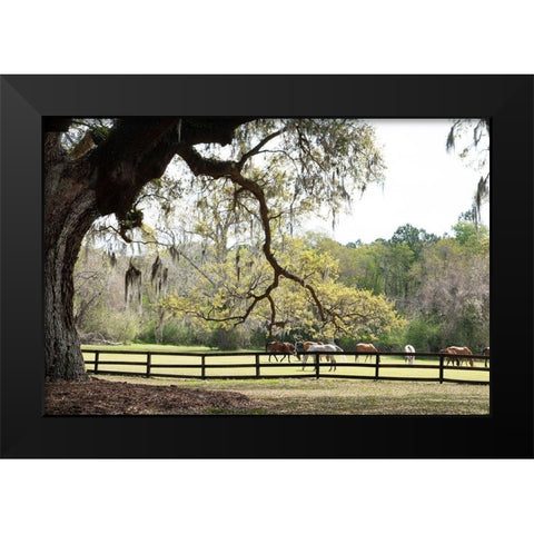 Brookgreen Pasture II Black Modern Wood Framed Art Print by Murdock, Ramona