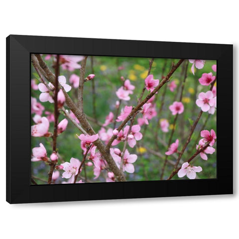 Cherry Blossoms II Black Modern Wood Framed Art Print with Double Matting by Dicks, Stephanie