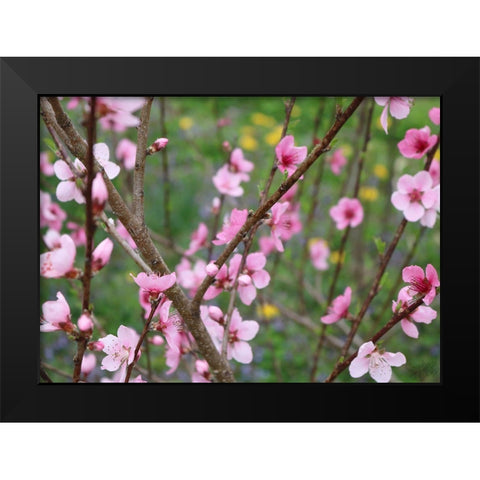 Cherry Blossoms II Black Modern Wood Framed Art Print by Dicks, Stephanie