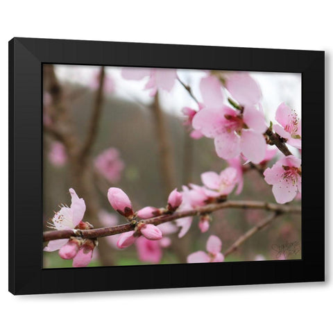 Cherry Blossoms IV Black Modern Wood Framed Art Print with Double Matting by Dicks, Stephanie