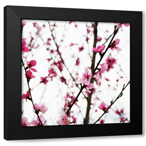 Cherry Blossoms II Black Modern Wood Framed Art Print by Dicks, Stephanie