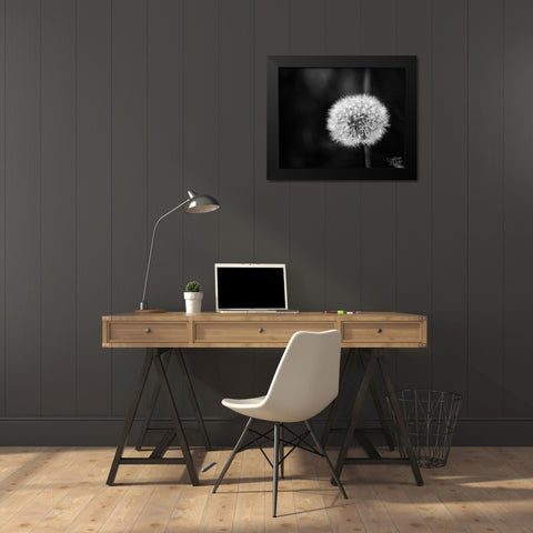 Dandelion II Black Modern Wood Framed Art Print by Dicks, Stephanie
