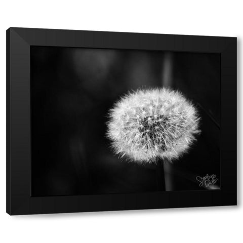 Dandelion II Black Modern Wood Framed Art Print by Dicks, Stephanie