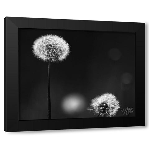 Dandelion III Black Modern Wood Framed Art Print by Dicks, Stephanie