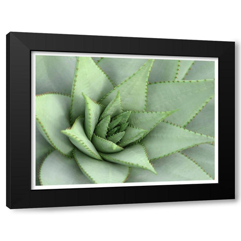 Pointed Cactus Black Modern Wood Framed Art Print with Double Matting by Robinson, Tamara