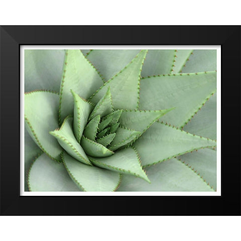 Pointed Cactus Black Modern Wood Framed Art Print by Robinson, Tamara