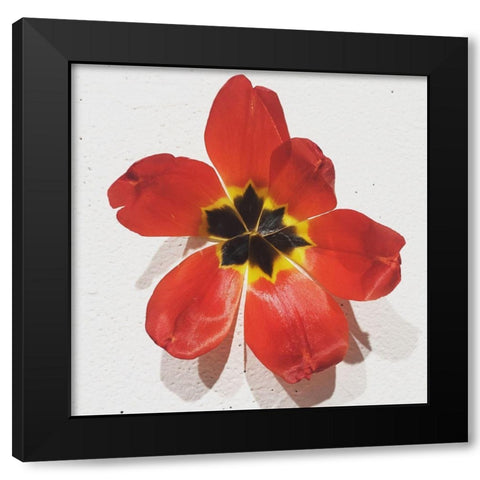 Red Black Modern Wood Framed Art Print by Yellow Cafe