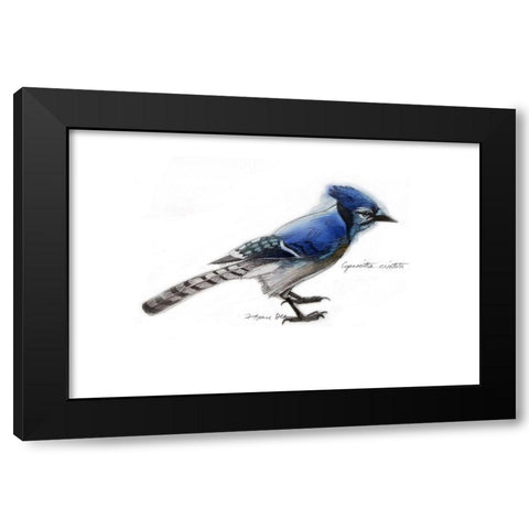 Blue Jay Black Modern Wood Framed Art Print with Double Matting by Yellow Cafe