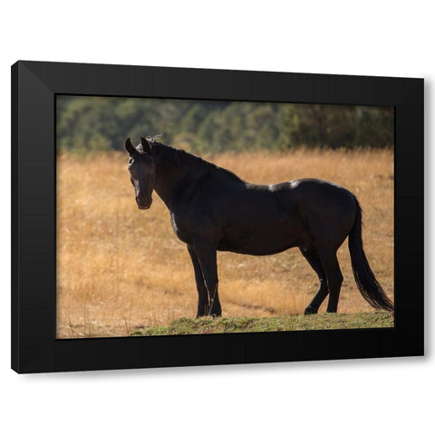 Black Beauty Black Modern Wood Framed Art Print by Yellow Cafe