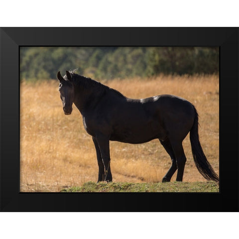 Black Beauty Black Modern Wood Framed Art Print by Yellow Cafe