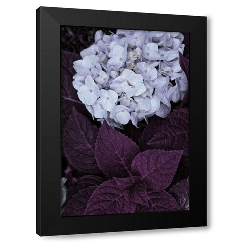 Impossible Hydrangea Black Modern Wood Framed Art Print by Sommers, Mindy