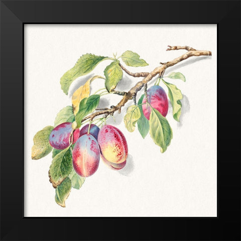 A branch of ripe plums Black Modern Wood Framed Art Print by Anonymous
