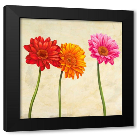 Gerberas Black Modern Wood Framed Art Print by Ann, Cynthia