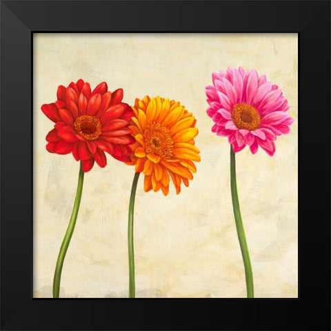 Gerberas Black Modern Wood Framed Art Print by Ann, Cynthia
