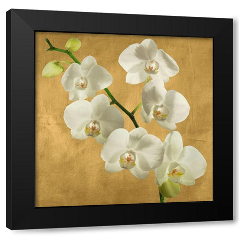 Orchids on a Golden Background I Black Modern Wood Framed Art Print with Double Matting by Antinori, Andrea