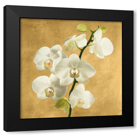 Orchids on a Golden Background II Black Modern Wood Framed Art Print by Antinori, Andrea
