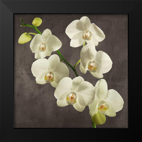 Orchids on Grey Background I Black Modern Wood Framed Art Print by Antinori, Andrea
