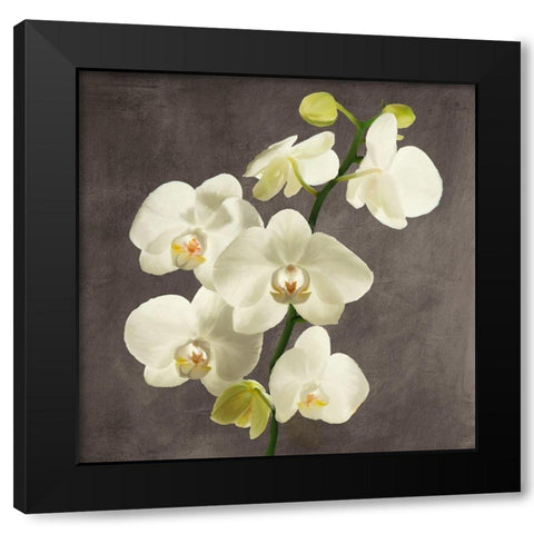 Orchids on Grey Background II Black Modern Wood Framed Art Print by Antinori, Andrea