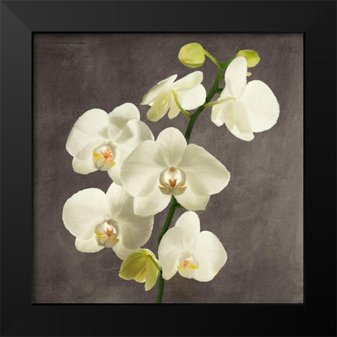 Orchids on Grey Background II Black Modern Wood Framed Art Print by Antinori, Andrea