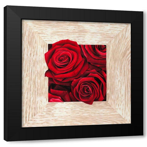 French Roses II Black Modern Wood Framed Art Print by Benson, Pierre