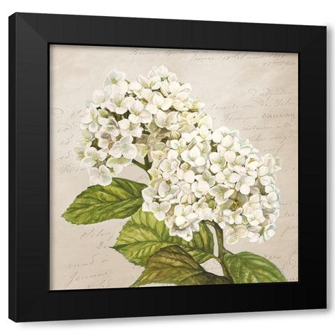 Hydrangeas III (Neutre) Black Modern Wood Framed Art Print with Double Matting by Remy, Dellal