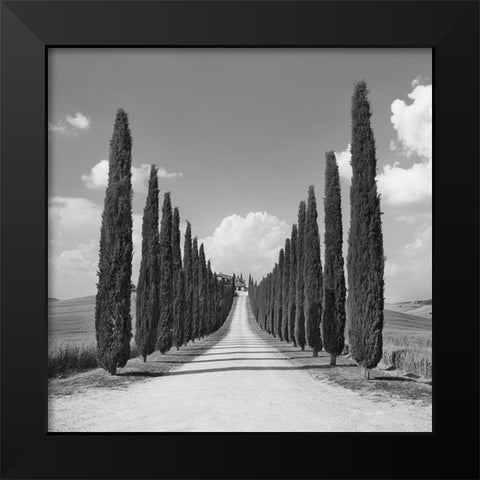 Cypress alley- San Quirico dOrcia- Tuscany (detail) Black Modern Wood Framed Art Print by Krahmer, Frank