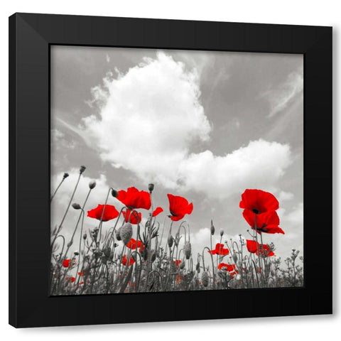 Papaveri e nuvole Black Modern Wood Framed Art Print by Ferrua, Fulvio
