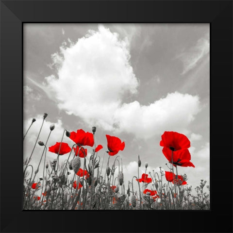 Papaveri e nuvole Black Modern Wood Framed Art Print by Ferrua, Fulvio