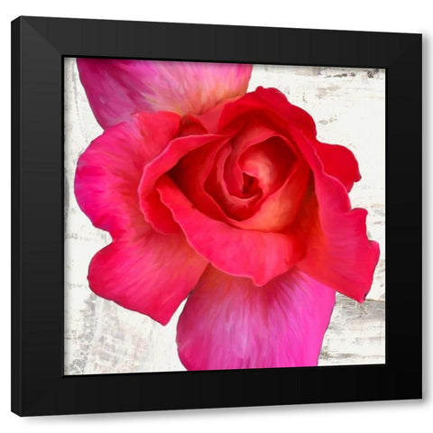 Spring Roses I Black Modern Wood Framed Art Print by Thomlinson, Jenny