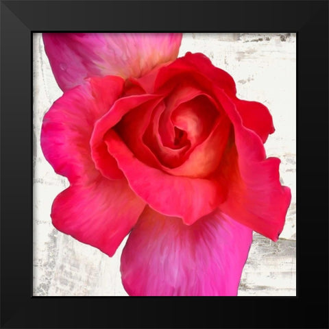 Spring Roses I Black Modern Wood Framed Art Print by Thomlinson, Jenny