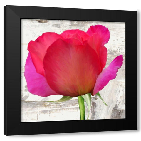 Spring Roses II Black Modern Wood Framed Art Print by Thomlinson, Jenny