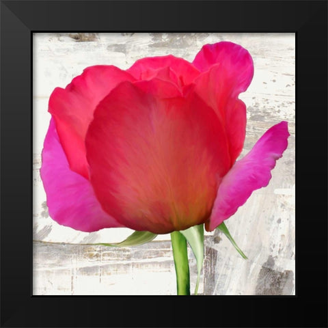 Spring Roses II Black Modern Wood Framed Art Print by Thomlinson, Jenny