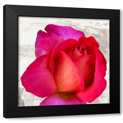 Spring Roses III Black Modern Wood Framed Art Print by Thomlinson, Jenny